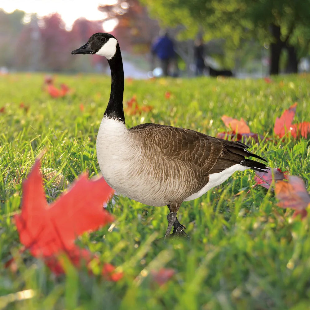 S1c21dab4b19149fca7bd060962e53d70F